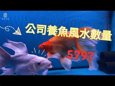 養魚的數量